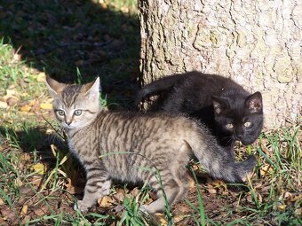 Daruji koťátka - 4