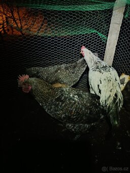 Kohouti hedvábnička Green Shell - 4