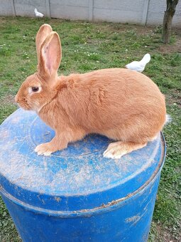 Prodám Burgundské králíky - 4