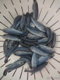 TLAMOVCI TANGANIKA MALAWI - 4