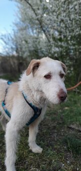 Krásná fenka k adopci - 4