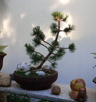 Borovice Osinatá (Pinus aristata) bonsai - 4