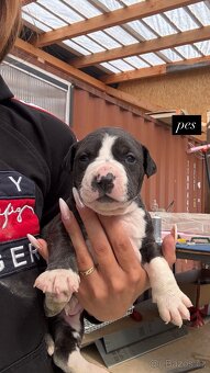 Americký stafordšírský Teriér, Staford, Amstaff, AST - 4
