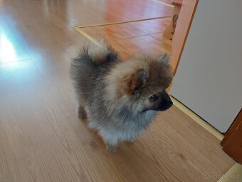 Špic, nemecký špic , Pomeranian - 4