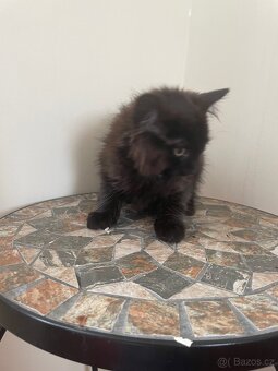 Mainska mývalí X ragdoll - 4