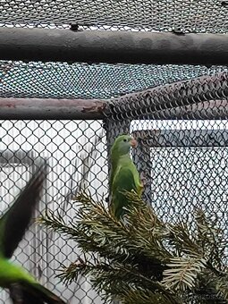 Papoušek senegalský - 4