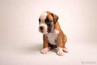 Nemecký boxer - predaj šteniatok - 4