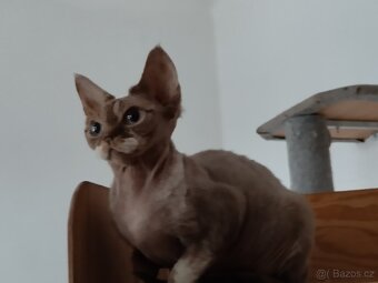 Roční kočička Devon Rexe s PP - 4