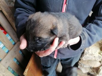 Nemecky ovčák štěňata - 4