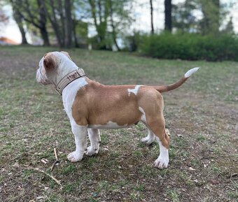 American Bully XL - 4