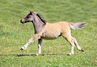 Letošní hřebeček minihorse - MOCCACCINO - 4