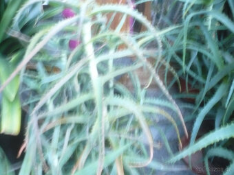 Aloe - prodám - 4