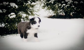 Přijímáme rezervace na štěňata Border Kolie s PP - 4