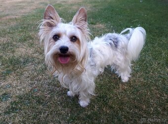 Biewer jorkšírský teriér krytí, připuštění - 4