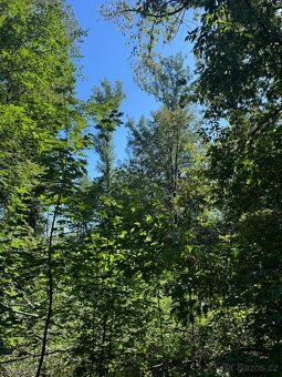 Prodej lesního pozemku v k.ú. Bartovice - 4