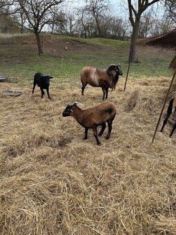 Kamerunské ovce - 4