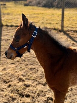 Kobylka Quarter Horse (AQH, QH) - 4