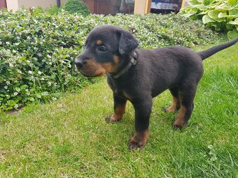 Štěňátko, štěňátka plemena Beauceron (Berger de Beauce) - 4