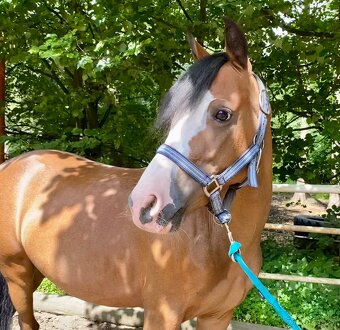 Welsh Pony A - 4