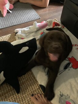 Labrador s PP-krásný čokoládový pejsek - 4