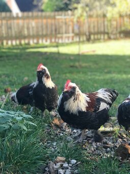 Nabízím kohoutky - kříženci faverolky zdr. - 4