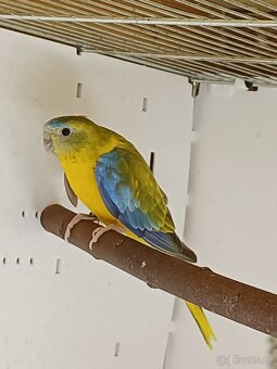 Neoféma tyrkysová - 4