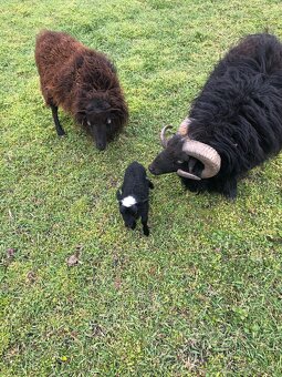 Quessantská (Ouessanská) ovce - 4