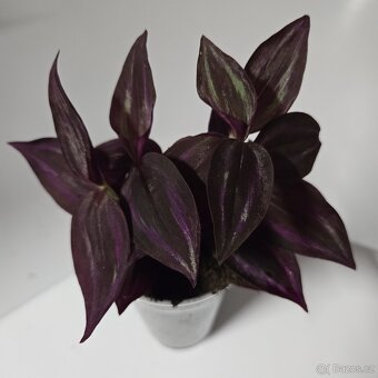Tradescantia Zebrina tmavá - 4