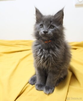 Mainská mývalí, koťata - 4