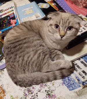 Skotská klapouchá, kotě, kocourek. - 4