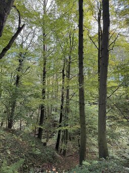 Prodám lesní pozemek v k.ú. Záblatí u Bohumína, p.č. 1454/28 - 4