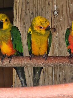 Chovný pár Arantingy jendaj - 4