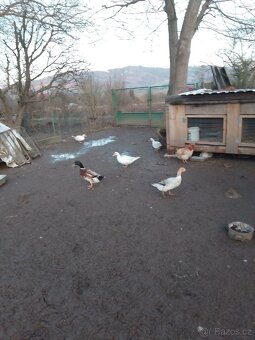 Kachna čínská - 4