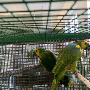 Papoušci - chovné páry - 4