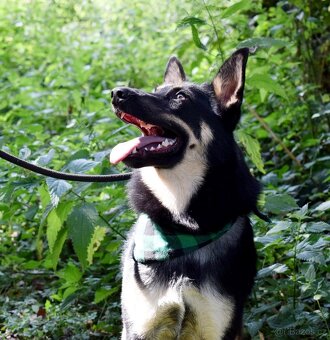JANOT K ADOPCI - 1 ROK, MILÝ, PŘÁTELSKÝ - 4