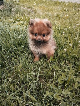 Pomeranian bez pp - 4