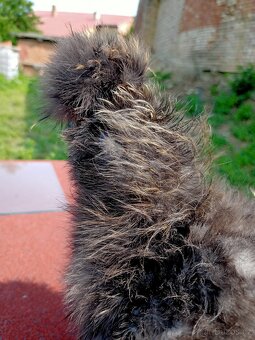 Kohout hedvábnička USA frizzle silk - 4