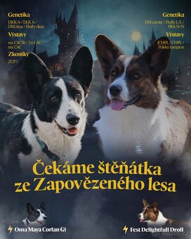 Welsh Corgi Cardigan - 4