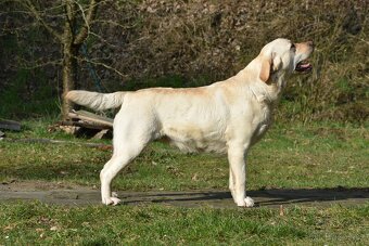 Labradorský retriever s PP - 4