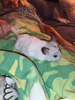 Činčila-Rezervace do 1.11. - 4