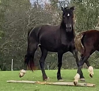 REZERVACE- Welsh Cob klisna 3 roky - 4