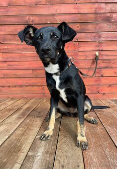 LESSI - štěně, fenečka 5 měsíců - 4