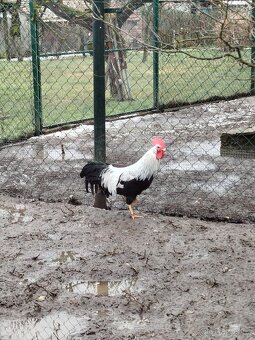 Domací vajíčka - 4