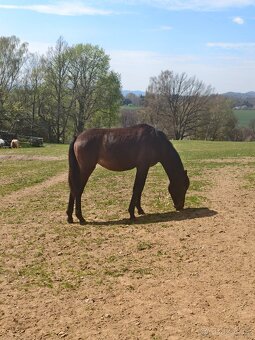 Roční P.R.E. klisnička - 4