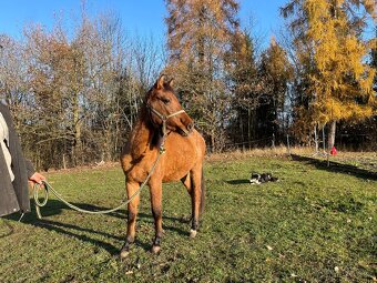 Hřebec/valach ČSP Pony dvouletý červený plavák - 4