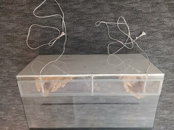 Terarium - 4
