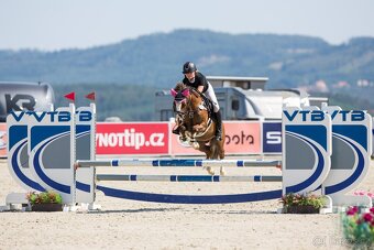 Welšký sportovní pony - 4