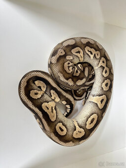 Krajta královská (Python regius) - 4
