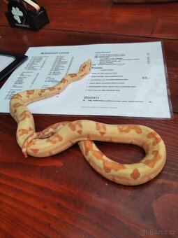 Boa constrictor- Hroznýš královský+terárium - 4