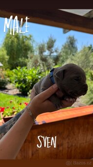 American bully xl s PP- rezervace štěňátek - 4